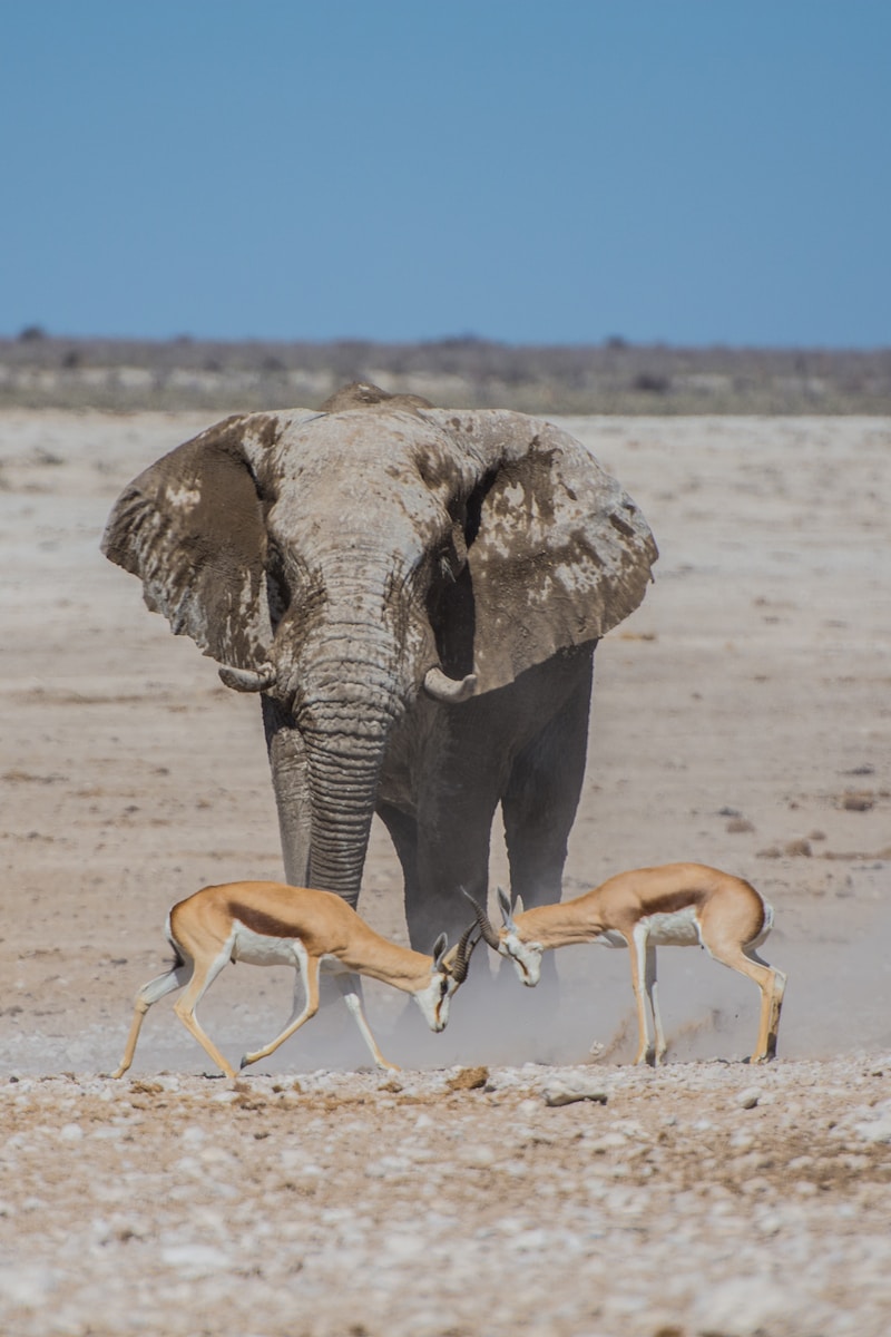 gray elephant near two deers