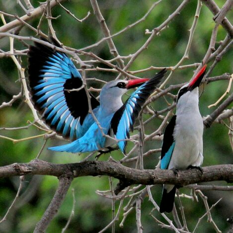 Boubou Bed and Breakfast – The Story of the Woodland Kingfisher