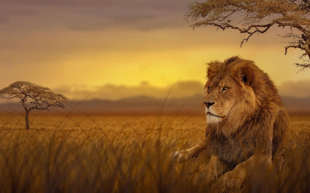 When Is The Best Time To Visit Kruger National Park?