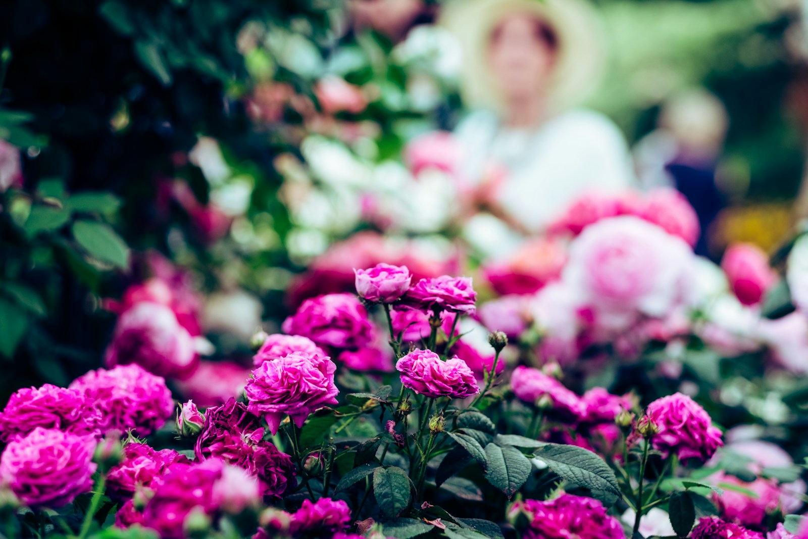 selective focus photography of pink roses